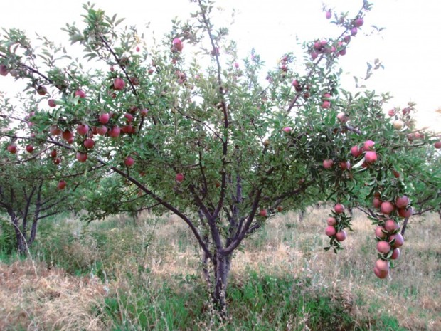14 هزار هکتار باغ  سیب در سمیرم با خطر خشک شدن مواجه است