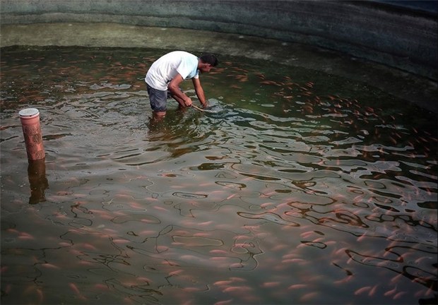 50 هزار قطعه ماهی در استخرهای کشاورزی آذربایجان غربی رها شد