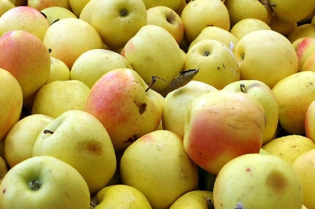 انباشت سیب صنعتی در کنار جاده های آذربایجان غربی ممنوع است