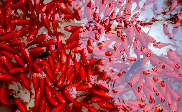 37 مرکز مجاز ماهی قرمز در خراسان جنوبی فعال است