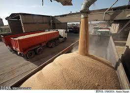 100 هزار تن گندم خریداری شده است
