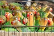 کشف طوطی های برزیلی قاچاق در یزد