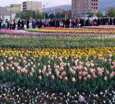شهرداری ارومیه با کاشت 3 میلیون بوته گل به استقبال بهار می رود