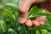 ۴۵۰ تن برگ سبز چای از چایکاران لاهیجان خریداری شده است