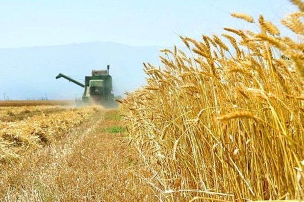 بیش از 560 هزار تن گندم در استان اردبیل تولید می شود