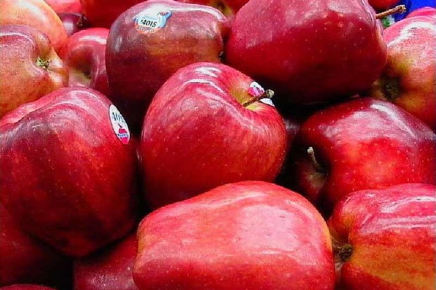 45 درصد باغ های آذربایجان غربی زیر کشت سیب درختی است