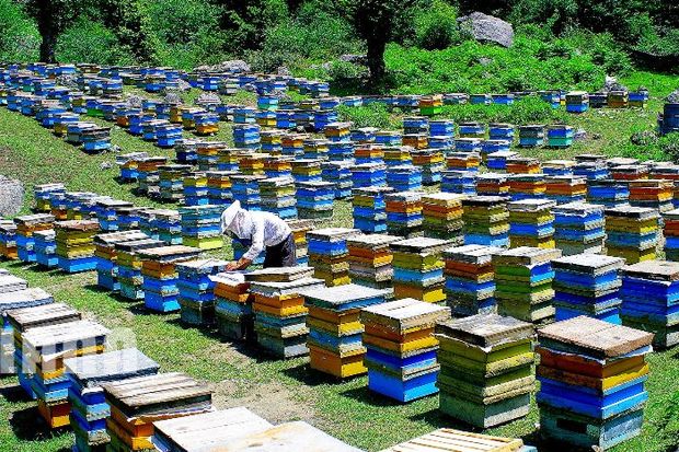 886کندوی جدید به کلنی های زنبور عسل لاهیجان افزوده شد