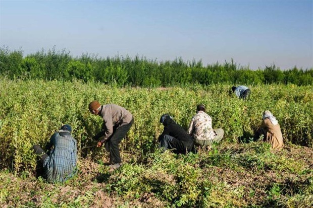 100درصد تعهد اشتغال کشاورزی قزوین محقق شد