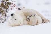 عکس روز نشنال جئوگرافیک، زنگ تفریح خرسهای قطبی
