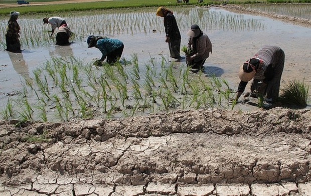 تفاوت قیمت عامل استقبال از کشت برنج در خشکسالی است