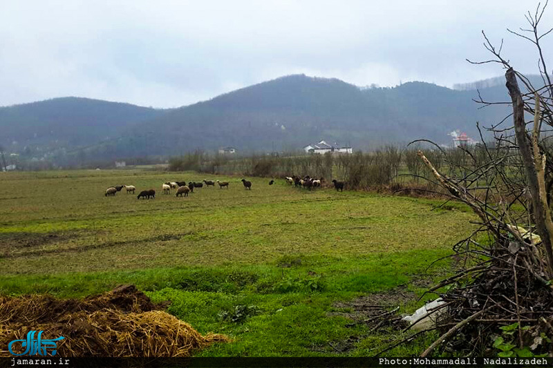 روستای امام زمین تنکابن 