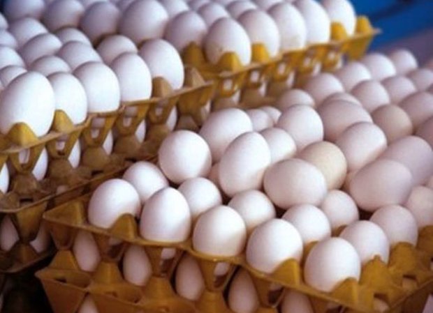 ظرفیت سرمایه گذاری تولید مرغ تخم گذار در گلستان تکمیل است