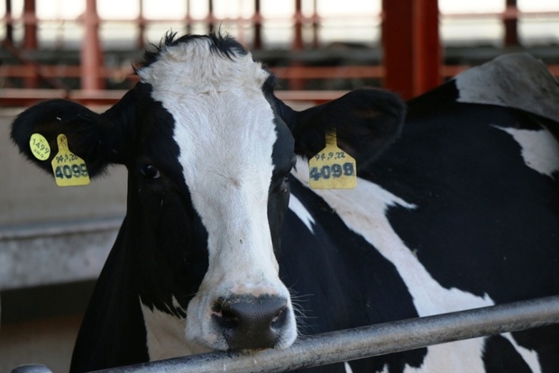 تولید روزانه 80 تن شیر خام در کشت،صنعت و دامپروری پگاه سلماس