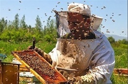 تعطیلی اکثر کارخانه‌های بسته‌بندی عسل در اردبیل