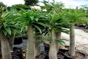 معرفی ماداگاسکار، یک گیاه محبوب آپارتمانی