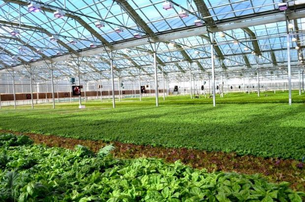 ۴۲ هکتار کشت گلخانه ای در استان بوشهر اجرایی شد