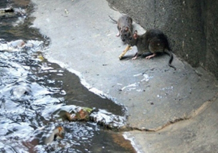 شهرداری تهران: جمعیت موش های پایتخت کنترل شده و افزایش نداشته است