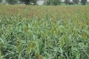 بارندگی تولید علوفه در مزرعه های بستک را افزایش داد