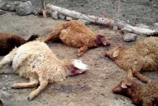 70 راس گوسفند عشایر بلداجی در حمله گرگ تلف شد