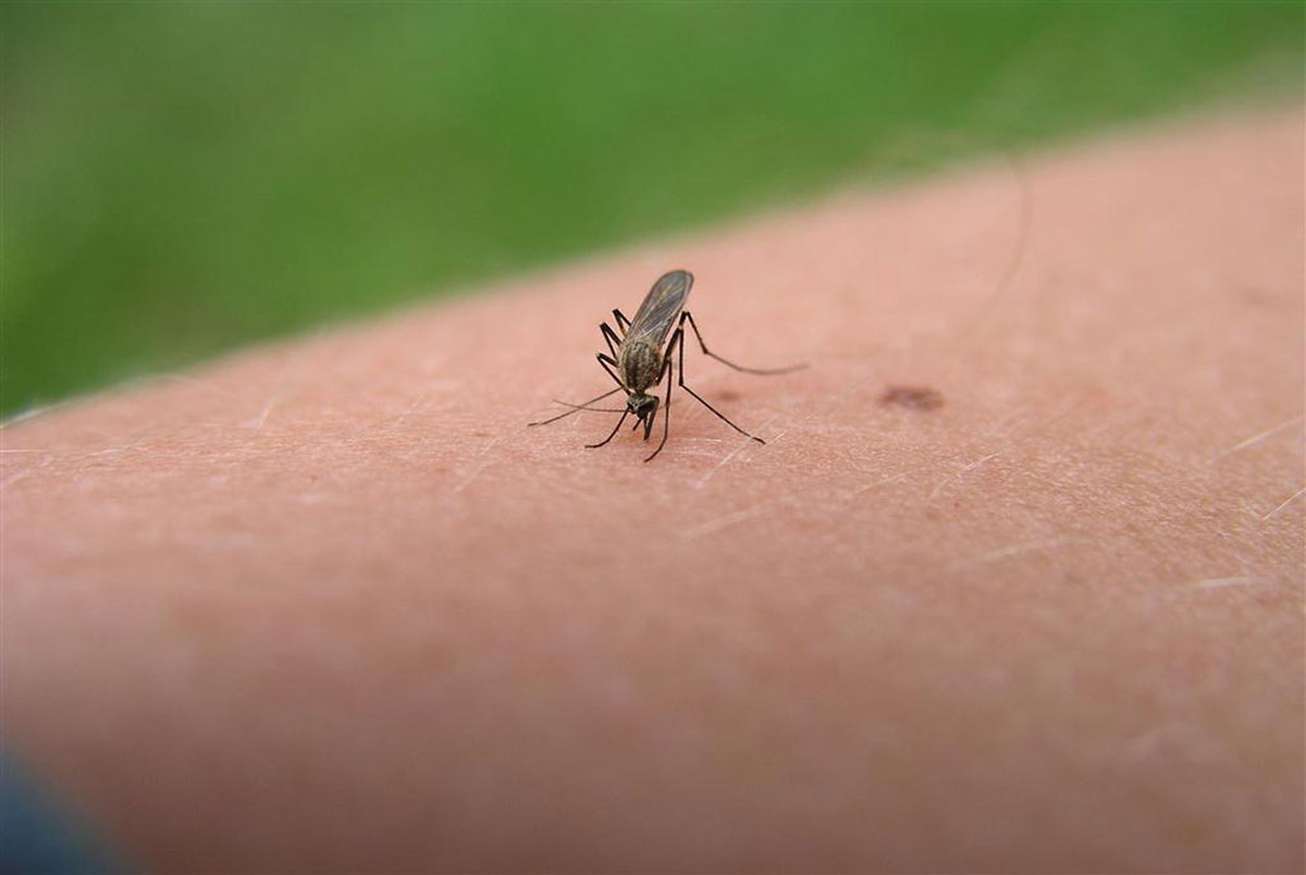 چرا پشه‌ها برخی افراد را بیشتر نیش می‌زنند؟