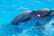 دانستنی هایی جالب از دلفین ها از شیردهی در آب به نوزاد تا شیطنت های دسته جمعی