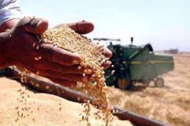 19 هزار تن گندم از کشاورزان مهابادی خریداری شد