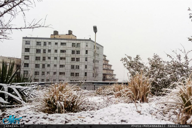 برف برخی نقاط تهران را سفیدپوش کرد + تصاویر