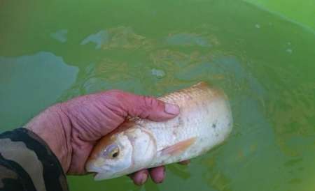 صید یک قطعه ماهی سفید مولد طلایی رنگ در بندرکیاشهر