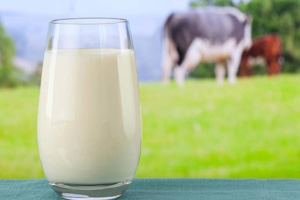 قزوین بالاترین میانگین تولید شیر را در کشور دارد