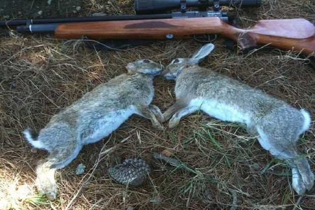 دستگیری شکارچیان متخلف خرگوش در میانه