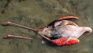 علت مرگ پرندگان در خلیج گرگان اعلام شد