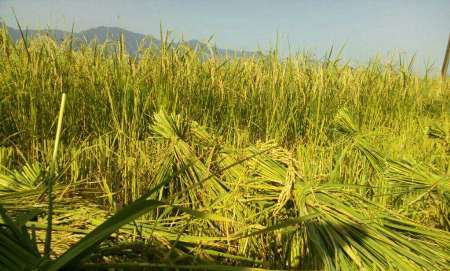 اولین برداشت برنج درشهرستان املش آغازشد