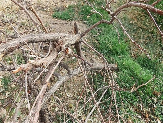 درختان قطع شده در نوبران بیدهای پوسیده و خشک هستند