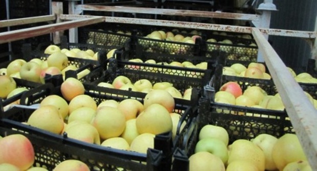 آغاز ذخیره سازی 700 تن سیب درختی و پرتقال برای ایام نوروز در هرمزگان