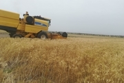 کشاورزان ایرانشهری پنج تن گندم به عنوان زکات پرداخت کردند