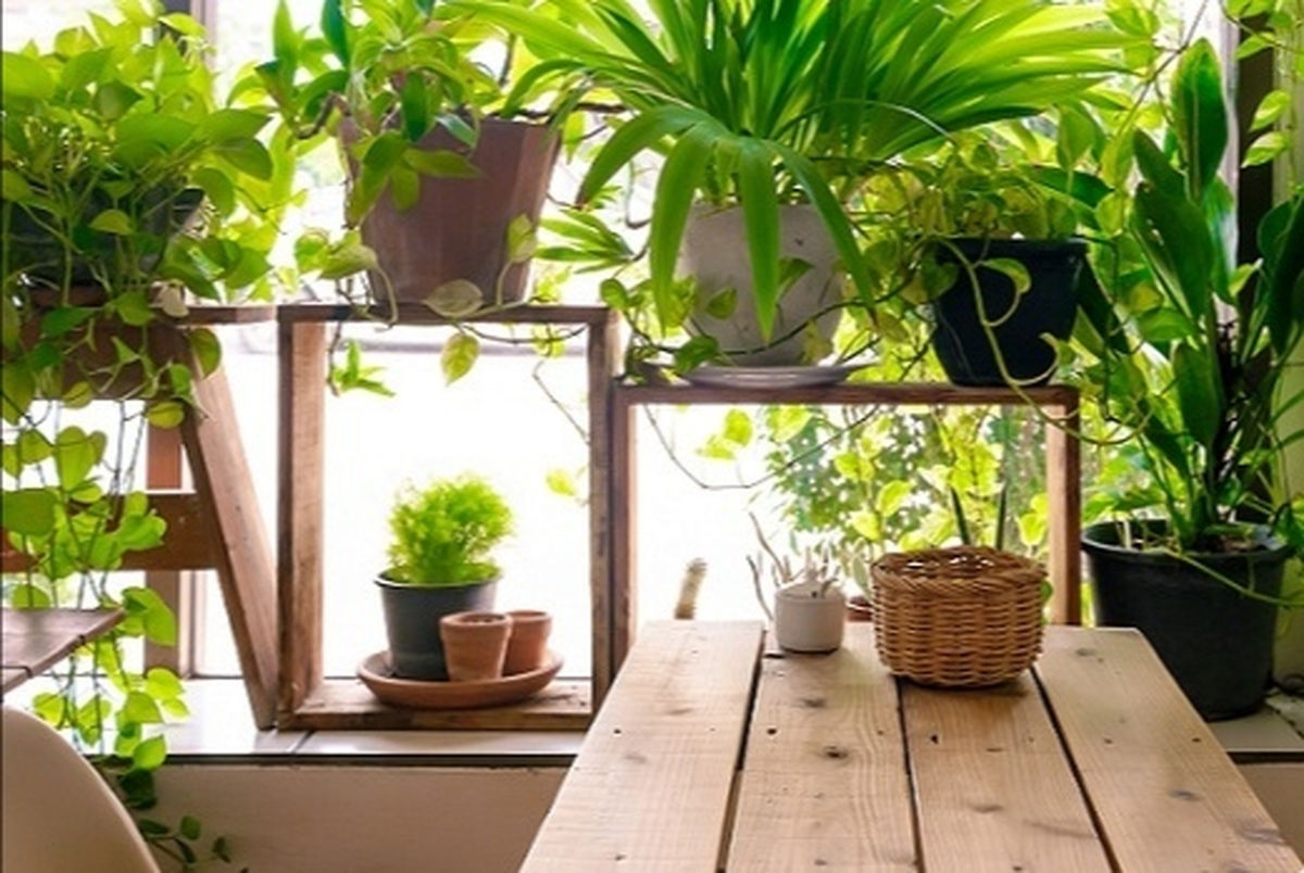 مزایای پرورش گیاهان در خانه به ویژه در دوران شیوع کرونا