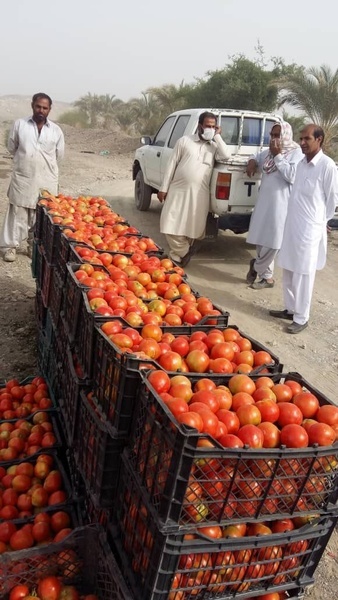 برداشت گوجه فرنگی خارج از فصل از مزارع در بخش مرکزی نیکشهر