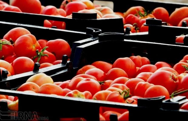 ۱۷۰۰ تن گوجه فرنگی از کشاورزان استان سمنان خریداری شد