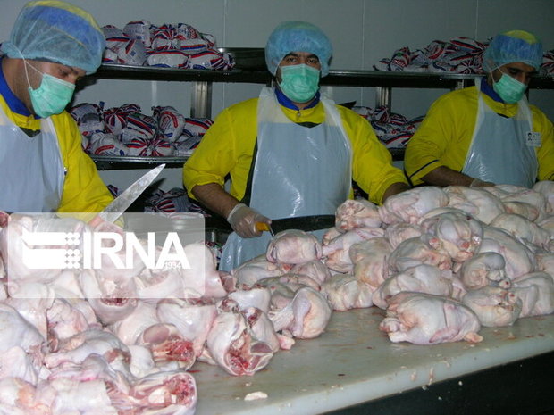 ۹۳۰ تن گوشت مرغ در گرمی مغان تولید شد