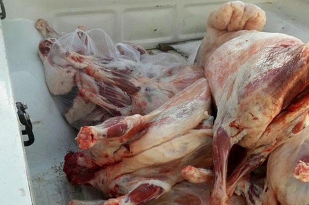 900 کیلوگرم گوشت ناسالم در کرمانشاه ضبط شد