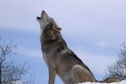 مشاهده گرگ‌ها در جنگل‌های هیرکانی + فیلم