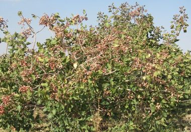 تولید پسته با اجرای آبیاری‌نوین افزایش می‌یابد