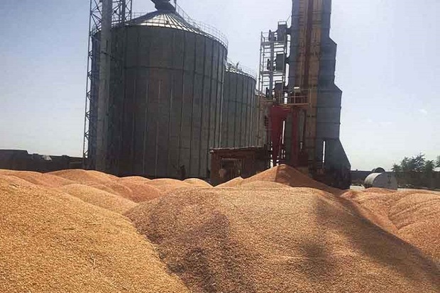 ظرفیت ذخیره گندم آذربایجان غربی به 152 هزار تن می رسد
