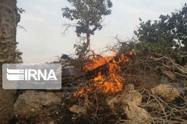 آتش سوزی جنگل های مریوان ۴۷ درصد کاهش یافته است