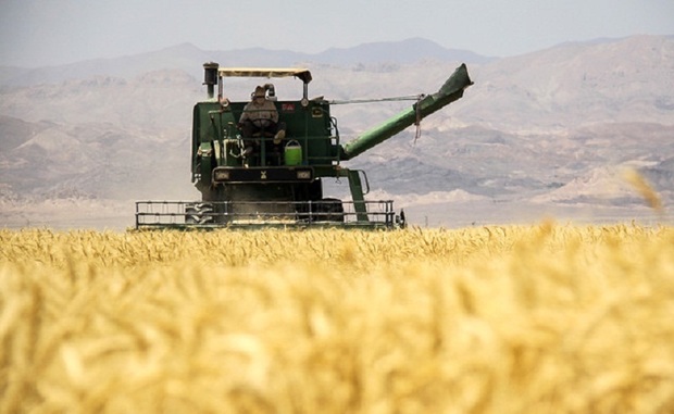 10 هزار تن گندم از کشاورزان خراسان جنوبی خریداری شد