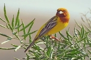 یک گونه پرنده نادر در آران‌وبیدگل مشاهده شد