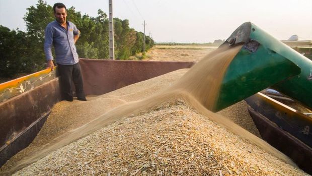 112 هزار تُن گندم از کشاورزان کردستانی خریداری شد