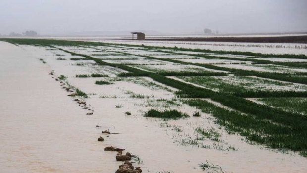 سیلاب به بخشی از اراضی زراعی گنبدکاووس خسارت زد