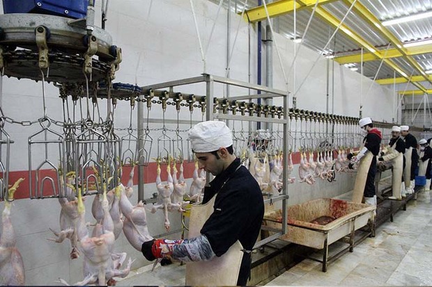 176141 کیلوگرم لاشه مرغ در کشتارگاه های زنجان ضبط شد