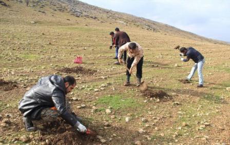 دانش آموزان و دانشجویان در 15 هکتار از اراضی اقلید بذر کاشتند